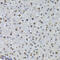 NIPP1 antibody, 22-418, ProSci, Immunohistochemistry frozen image 