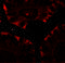 CF Transmembrane Conductance Regulator antibody, 7717, ProSci Inc, Immunofluorescence image 