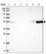 Cyclin Dependent Kinase 18 antibody, HPA045429, Atlas Antibodies, Western Blot image 