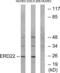 KDEL Endoplasmic Reticulum Protein Retention Receptor 2 antibody, LS-B9834, Lifespan Biosciences, Western Blot image 