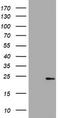 Visinin Like 1 antibody, TA802025S, Origene, Western Blot image 