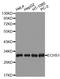 Cholinergic Receptor Nicotinic Epsilon Subunit antibody, orb373039, Biorbyt, Western Blot image 