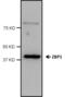 Z-DNA Binding Protein 1 antibody, PA5-20455, Invitrogen Antibodies, Western Blot image 