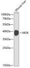 MOK Protein Kinase antibody, 18-140, ProSci, Western Blot image 