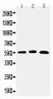 HNF-6 antibody, PA5-79770, Invitrogen Antibodies, Western Blot image 