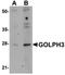 Golgi phosphoprotein 3 antibody, orb75292, Biorbyt, Western Blot image 