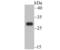 ER Membrane Protein Complex Subunit 10 antibody, NBP2-75482, Novus Biologicals, Western Blot image 