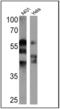 Cytokeratin Pan  antibody, MA5-13156, Invitrogen Antibodies, Western Blot image 