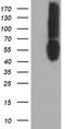 B7 antibody, CF501681, Origene, Western Blot image 