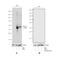 Forkhead Box O4 antibody, 710880, Invitrogen Antibodies, Western Blot image 