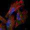 Calcium-dependent secretion activator 2 antibody, HPA040004, Atlas Antibodies, Immunofluorescence image 