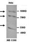 Atlastin GTPase 1 antibody, orb76992, Biorbyt, Western Blot image 