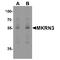Vinculin antibody, TA349159, Origene, Western Blot image 