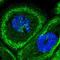 Septin-9 antibody, NBP2-13294, Novus Biologicals, Immunofluorescence image 