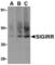 Single Ig And TIR Domain Containing antibody, AHP1784, Bio-Rad (formerly AbD Serotec) , Western Blot image 