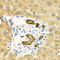 RAB27A, Member RAS Oncogene Family antibody, LS-C331775, Lifespan Biosciences, Immunohistochemistry frozen image 