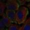 Protein Tyrosine Phosphatase Receptor Type B antibody, PA5-66959, Invitrogen Antibodies, Immunofluorescence image 