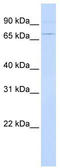 Activating Transcription Factor 6 antibody, TA329384, Origene, Western Blot image 
