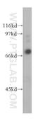 Mucin-20 antibody, 13380-1-AP, Proteintech Group, Western Blot image 