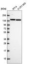 Protein Phosphatase 1 Regulatory Subunit 12A antibody, HPA071956, Atlas Antibodies, Western Blot image 