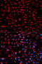 Docking Protein 4 antibody, 13-088, ProSci, Immunofluorescence image 