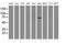 Rho GTPase Activating Protein 25 antibody, MA5-25247, Invitrogen Antibodies, Western Blot image 