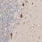 Motile Sperm Domain Containing 1 antibody, NBP1-84220, Novus Biologicals, Immunohistochemistry paraffin image 