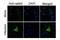 Influenza virus antibody, GTX125933, GeneTex, Immunocytochemistry image 
