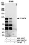 Zinc Finger CCCH-Type Containing 7B antibody, A305-134A, Bethyl Labs, Immunoprecipitation image 