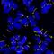Rabbit IgG  Highly Cross-Adsorbed antibody, A32732, Invitrogen Antibodies, Immunofluorescence image 