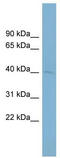 Paraoxonase 3 antibody, TA346236, Origene, Western Blot image 