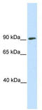 Sterol Regulatory Element Binding Transcription Factor 1 antibody, TA342292, Origene, Western Blot image 