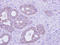 Formimidoyltransferase-cyclodeaminase antibody, LS-C186118, Lifespan Biosciences, Immunohistochemistry paraffin image 