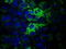 3-Hydroxyisobutyryl-CoA Hydrolase antibody, LS-C115318, Lifespan Biosciences, Immunofluorescence image 