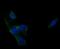 Phospholipase C-gamma-1 antibody, A00677-1, Boster Biological Technology, Immunocytochemistry image 