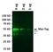 c-Myc Epitope Tag antibody, MA1-980-A488, Invitrogen Antibodies, Western Blot image 