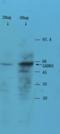 Glutamate Decarboxylase 2 antibody, orb10682, Biorbyt, Western Blot image 