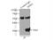 Spindlin-1 antibody, 12105-1-AP, Proteintech Group, Immunoprecipitation image 