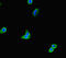 TOX High Mobility Group Box Family Member 3 antibody, LS-C679863, Lifespan Biosciences, Immunofluorescence image 