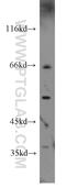 HLA class I histocompatibility antigen, alpha chain F antibody, 55379-1-AP, Proteintech Group, Western Blot image 