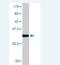 LIG3 antibody, H00121227-M02, Novus Biologicals, Western Blot image 