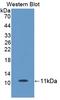 C-C Motif Chemokine Ligand 24 antibody, LS-C295473, Lifespan Biosciences, Western Blot image 