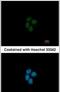 E1A Binding Protein P400 antibody, PA5-30780, Invitrogen Antibodies, Immunofluorescence image 