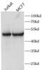 FAM20C Golgi Associated Secretory Pathway Kinase antibody, FNab02979, FineTest, Western Blot image 