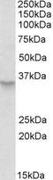 Peroxisome biogenesis factor 2 antibody, GTX88102, GeneTex, Western Blot image 