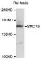 Structural Maintenance Of Chromosomes 1B antibody, LS-C747975, Lifespan Biosciences, Western Blot image 