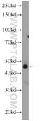 Twisted Gastrulation BMP Signaling Modulator 1 antibody, 12327-1-AP, Proteintech Group, Western Blot image 