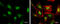 ETS2 Repressor Factor antibody, GTX114971, GeneTex, Immunocytochemistry image 