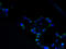H13 antibody, A59386-100, Epigentek, Immunofluorescence image 