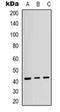 p38 antibody, orb318860, Biorbyt, Western Blot image 
